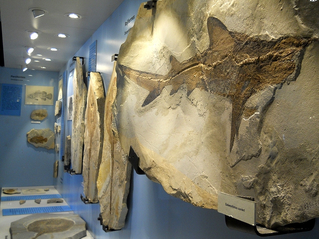 Museo dei Fossili di Bolca